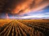 Stubble Field, Saskatchewan, Canada